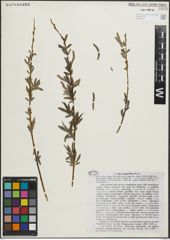 Foto von Salix margaritifera E. L. Wolf